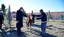 Sahibinden kaçan atın yolu, Mamak Belediyesi Barınağı'na düştü