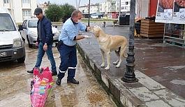 Sokağa çıkma kısıtlamasında sokak hayvanları unutulmadı