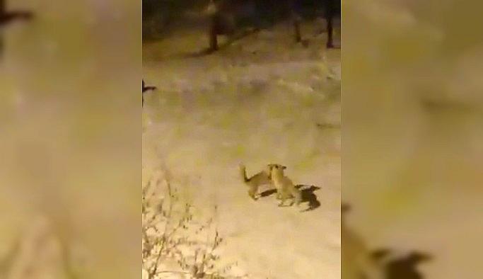 Tilkilerin ekmek kavgası