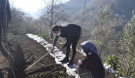 Trabzon'da ilk kez dikimi yapıldı