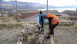 Tunceli'de sokak hayvanları için vefa ekibi görevde