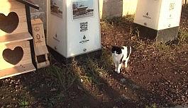 Üsküdar Belediyesi yeni yılın ilk gününde minik dostları unutmadı