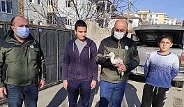 Van'da bitkin halede bulunan Bahri kuşu tedavi altına alındı