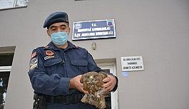 Yaralı atmacaya jandarma şefkati